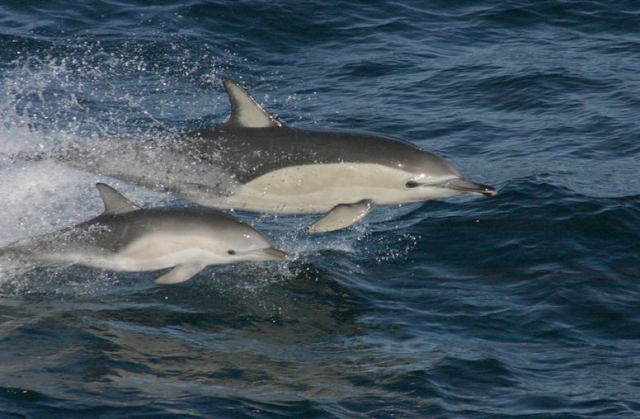dolphin with its baby 